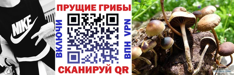 Купить где  Заринск  Псилоцибиновые грибы мицелий 